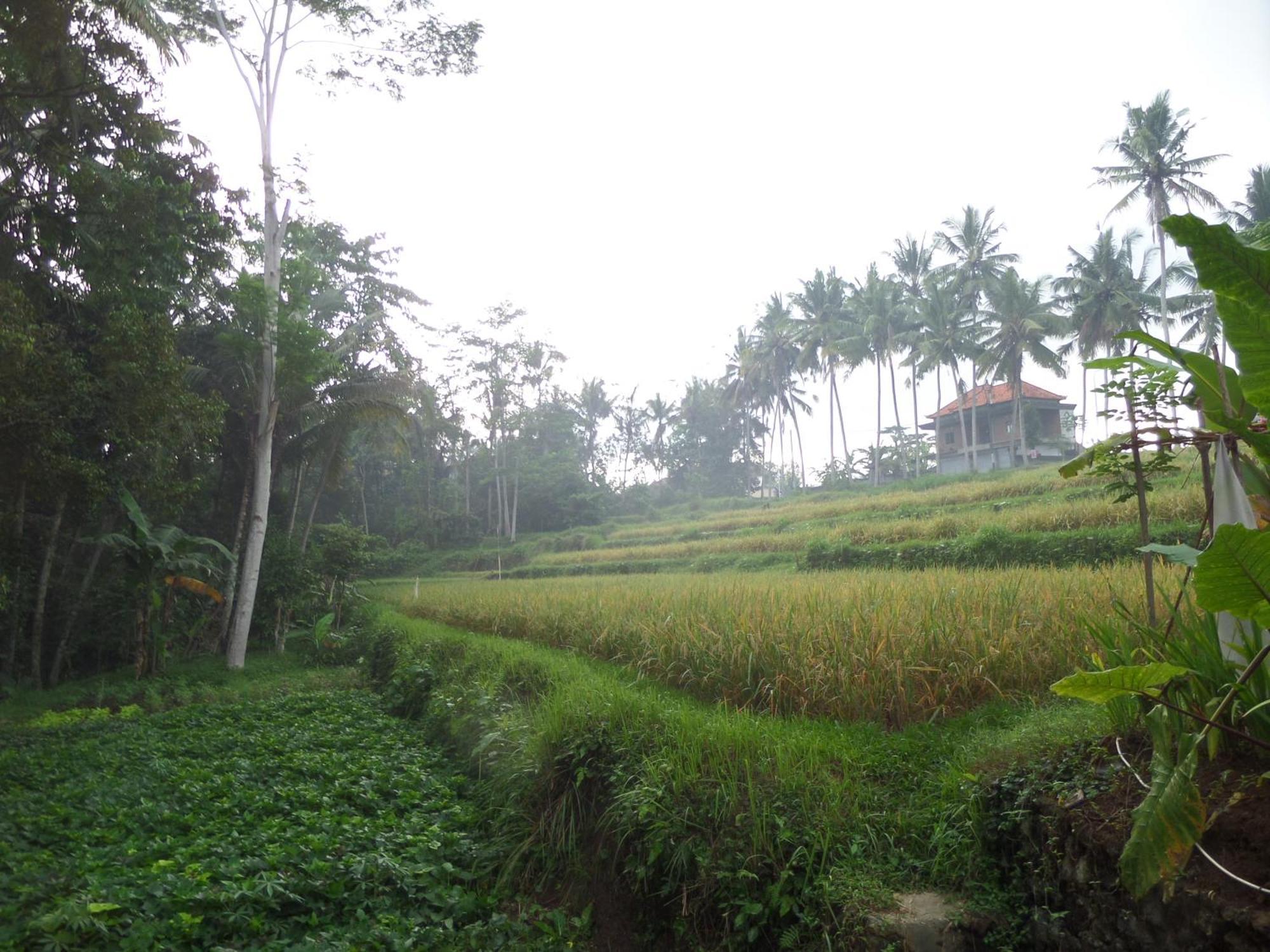 Alam Sembuwuk Ubud Exterior foto